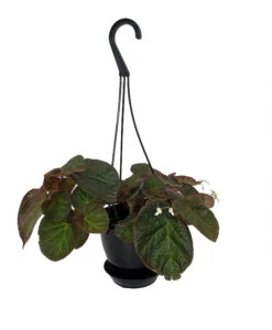 Brazilian Species Begonia Plant - 4.5" Black Hanging Basket
