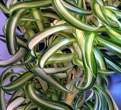 Bonnie Curly Spider Plant - Easy To Grow - Cleans The Air - 6" Hanging Basket - Image 2