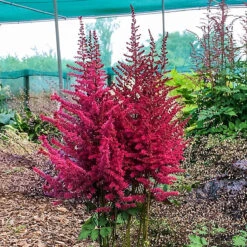 Strawberry Cake Astilbe - Shade Perennial - Live Plant - Gallon Pot