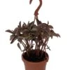 Silver Tree Pilea Spruceana - Friendship Plant - 4" Mini Hanging Basket