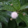 SUGAR SHACK® Cephalanthus Occidentalis - 4" Pot - Proven Winners
