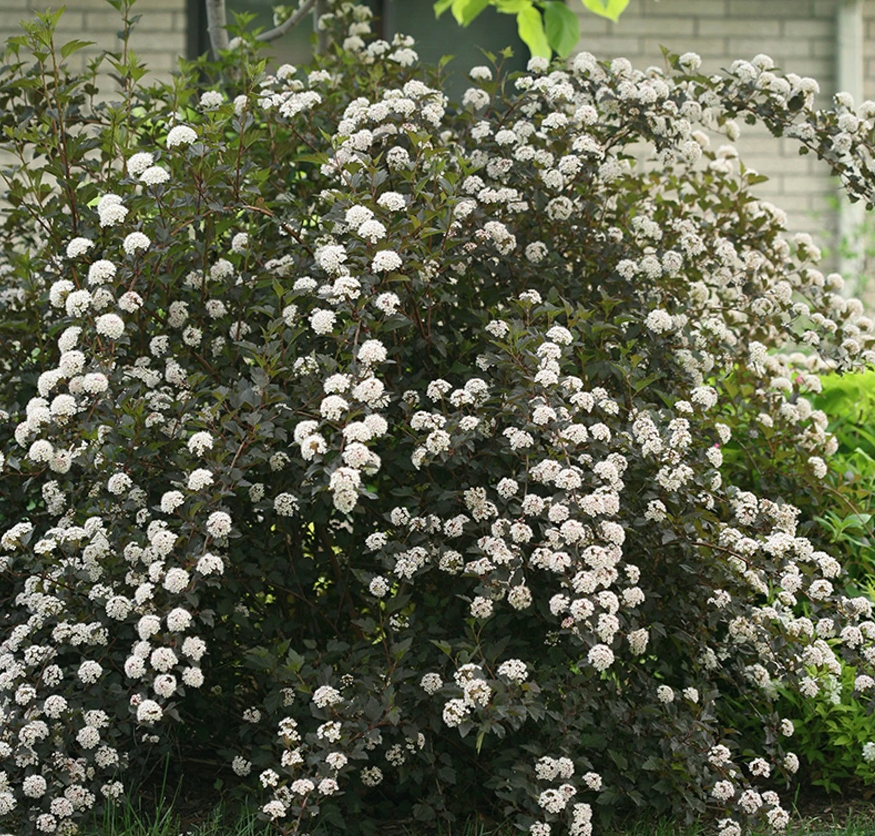 Summer Wine® Ninebark Shrub - NEW - Showy Flower - Hardy - Proven Winners