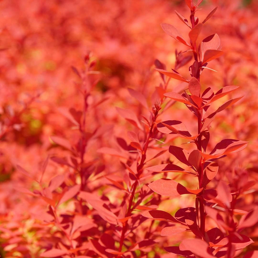 SUNJOY NEO® Barberry - Berberis Thunbergii - Proven Winners - 4" Pot - Image 2