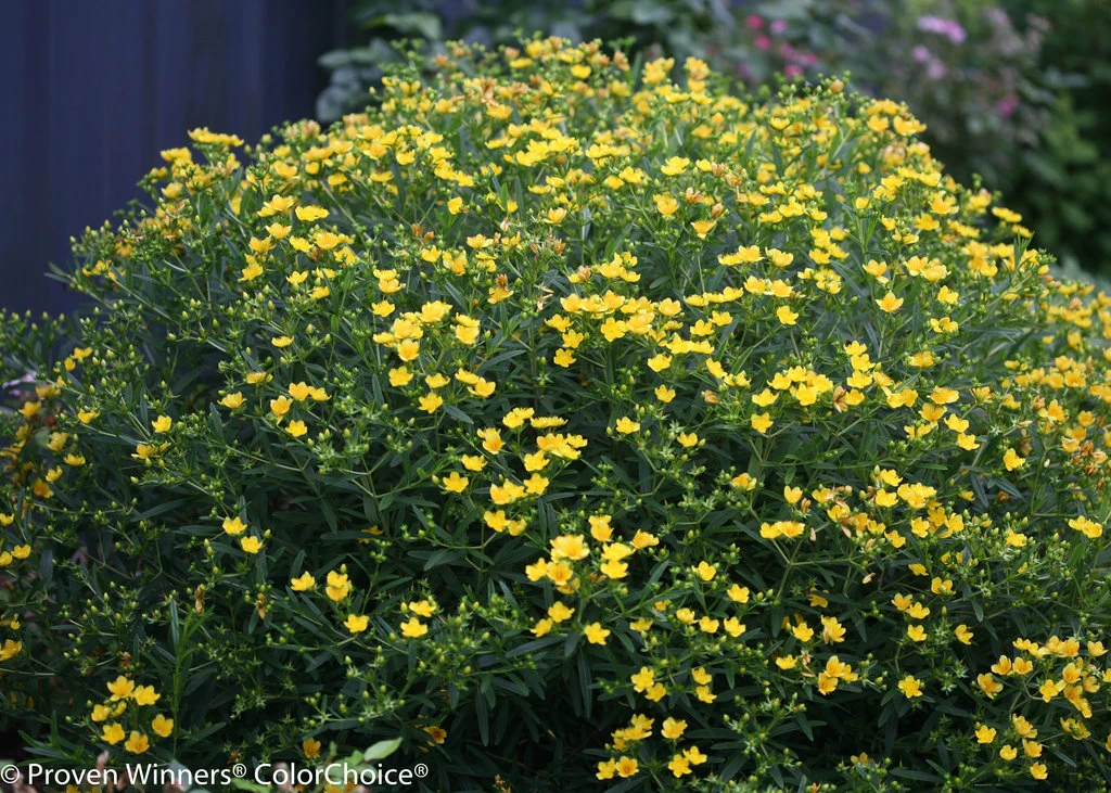 Sunny Boulevard™ St. John's-Wort - 4" Pot - Hypericum - Proven Winners - Image 2