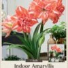 Sunshine Nymph Amaryllis Bulb - 32/34cm Bulb - NEW
