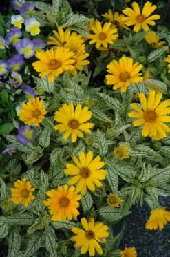 Sunstruck Heliopsis Perennial Plant - False Sunflower - Gallon Pot