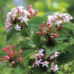 SWEET EMOTION® Abelia - 4" Pot - Proven Winners