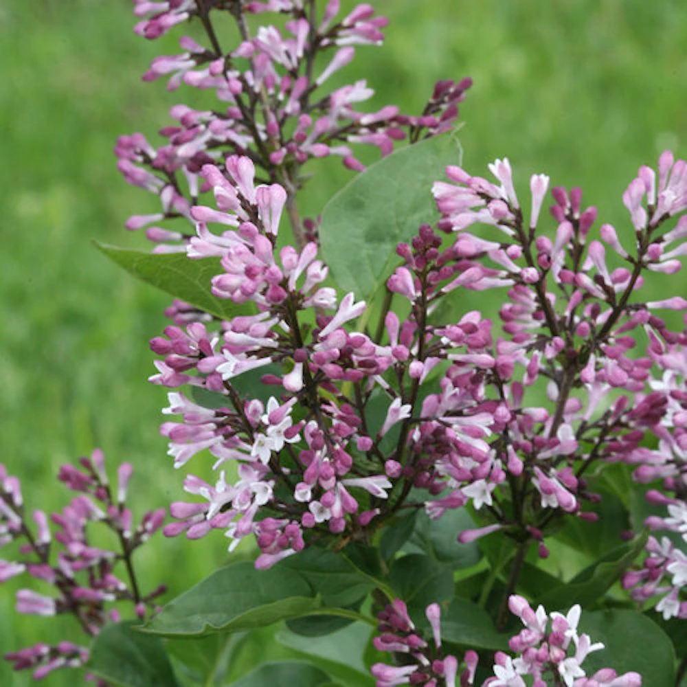 Baby Kimâ„¢ Lilac - Syringa X - 4" Pot