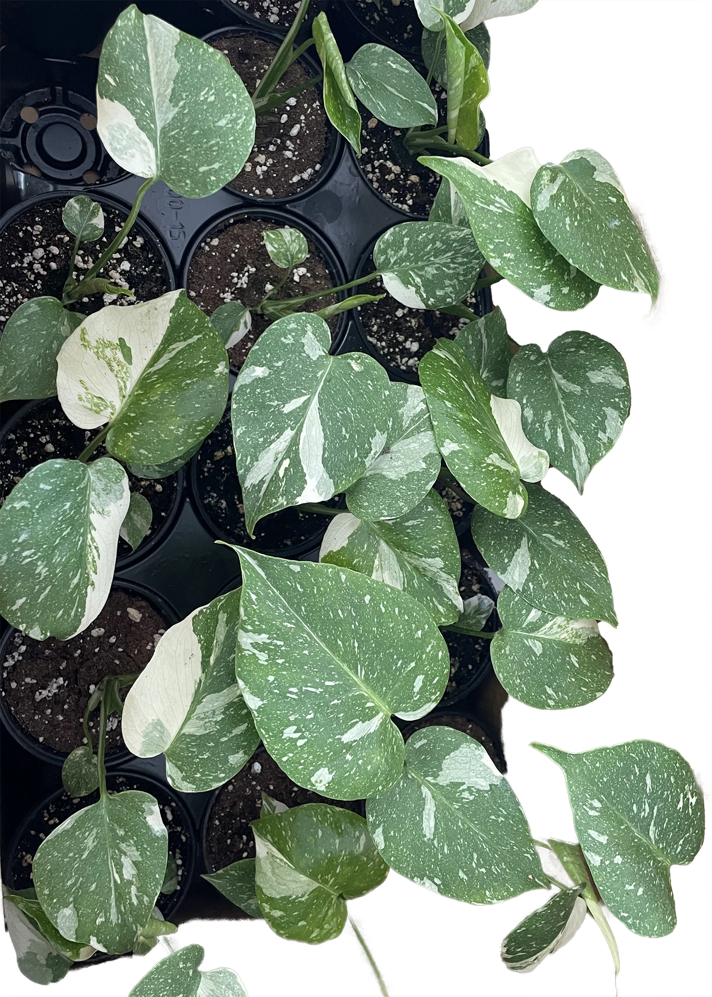 Rare Thai Constellation Philodendron - 4" Pot - Collector's Series - Image 3