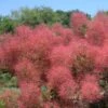 THE VELVET FOG® Smokebush - Cotinus - Red Fall Color! - 4" Pot