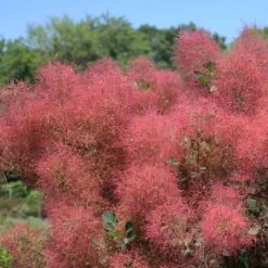 THE VELVET FOG® Smokebush - Cotinus - Red Fall Color! - 4" Pot