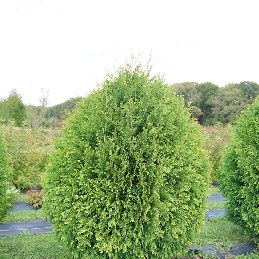 CHEER DROPS® Arborvitae - Thuja - Proven Winners - 4" Pot