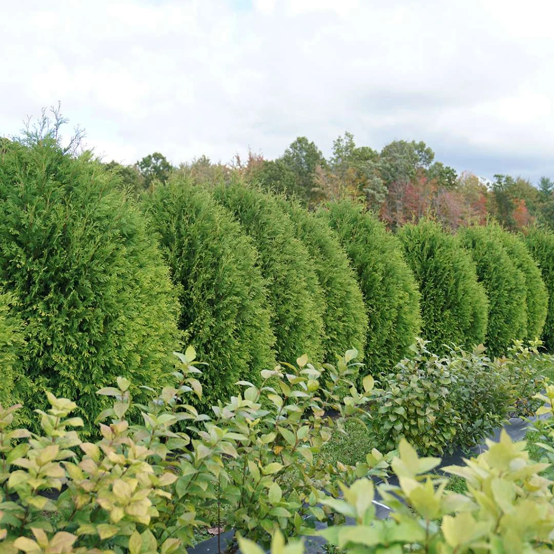 CHEER DROPS® Arborvitae - Thuja - Proven Winners - 4" Pot - Image 2