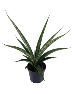 Tiger Snake Plant - Sanseveria Hybrid - 4" Pot