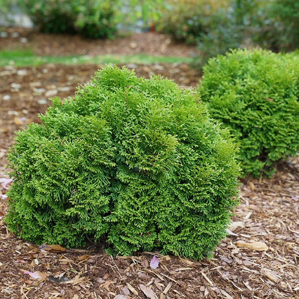 Tater Tot® Arborvitae - 4" Pot - Thuja - Proven Winners