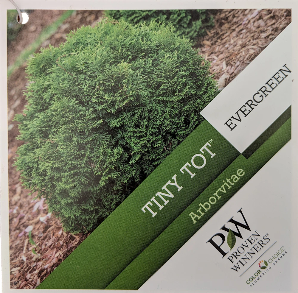 Tater Tot® Arborvitae - 4" Pot - Thuja - Proven Winners - Image 3