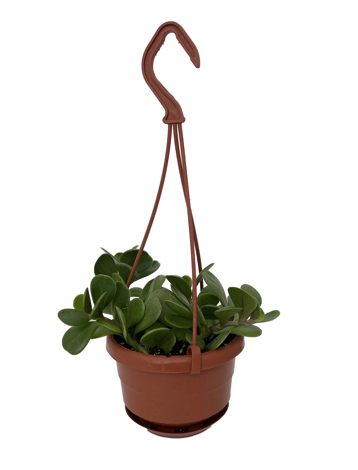Trailing Jade Plant - Senecio Jacobsenii - 4" Mini Hanging Basket - Image 2