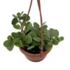 Trailing Jade Plant - Senecio Jacobsenii - 4" Mini Hanging Basket
