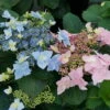 Tuff Stuff™ Ah-Ha Mountain Hydrangea Bush - Rebloomer - 4" Pot - Proven Winners