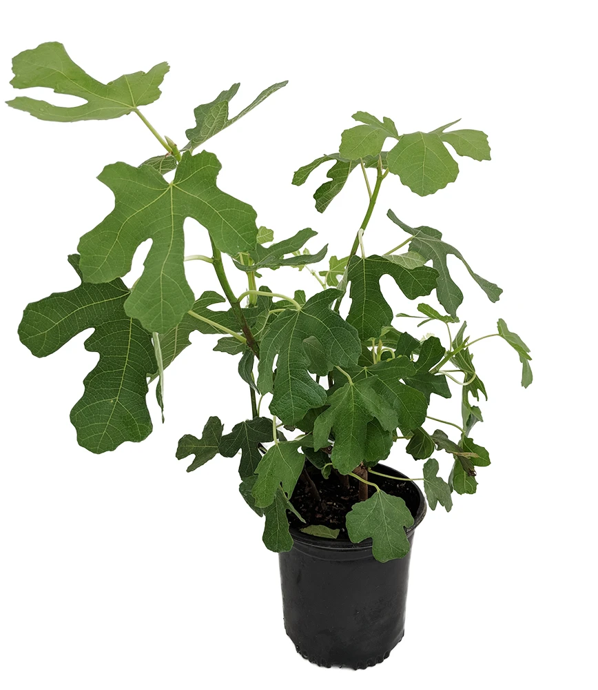 Brown Turkey Edible Fig Plant - Ficus Carica - Sweet - 6" Pot