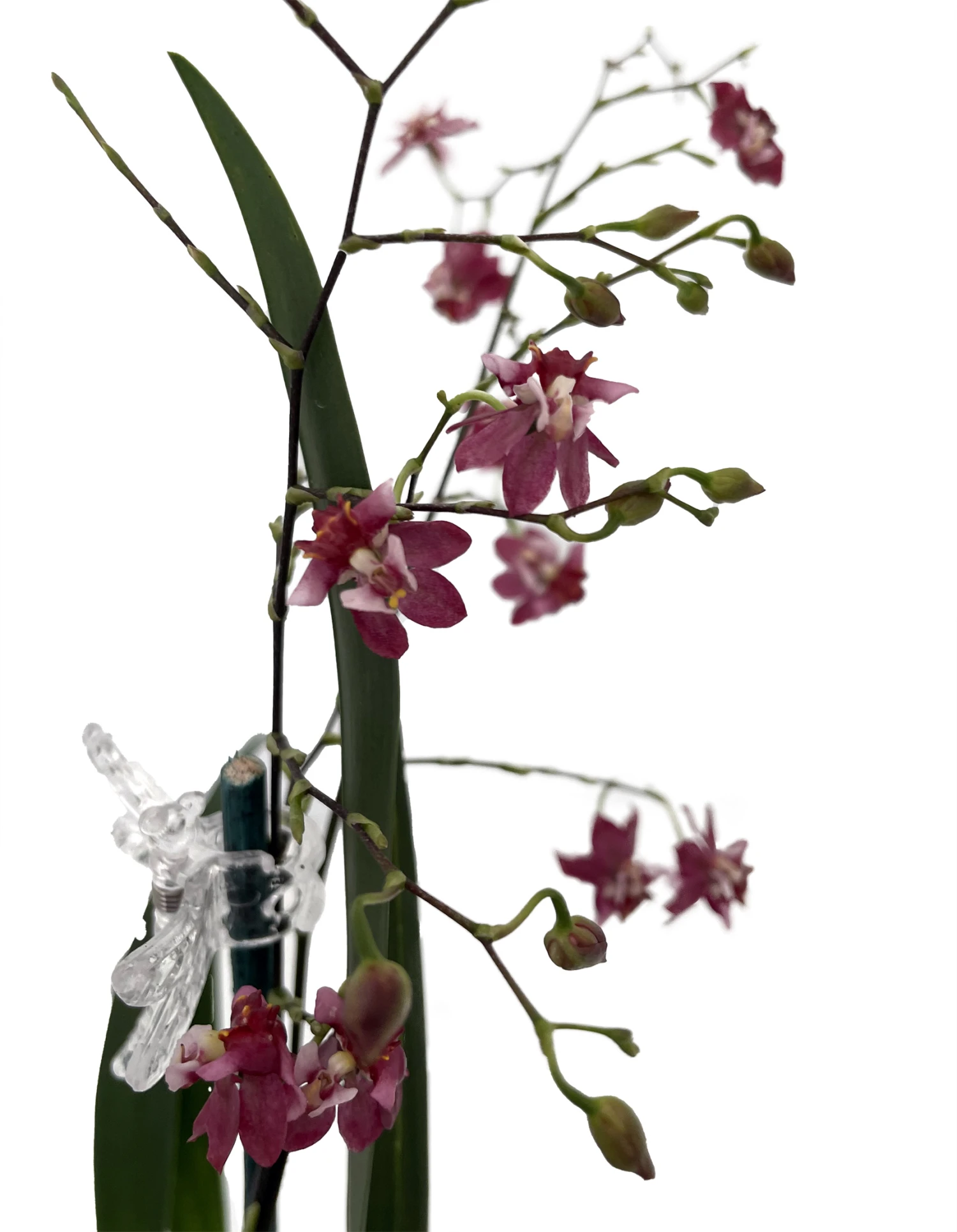 Twinkle Pink Profusion Orchid - Oncidium - 2" Pot - Collector Orchids - Image 2