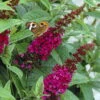 Buddleia X Miss Molly Butterfly Bush - Sangria Red -Proven Winners- 4" Pot
