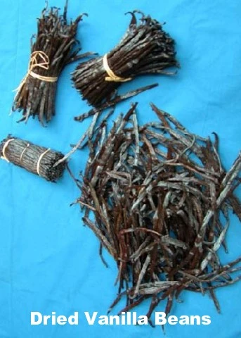 Vanilla Vine Orchid Plant - Vanilla Planifolia - 4.5" Pot With Support Stakes - Image 4