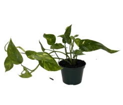 Neon Variegated Epipremnum Pinnatum - Collector's Series - 4" Pot