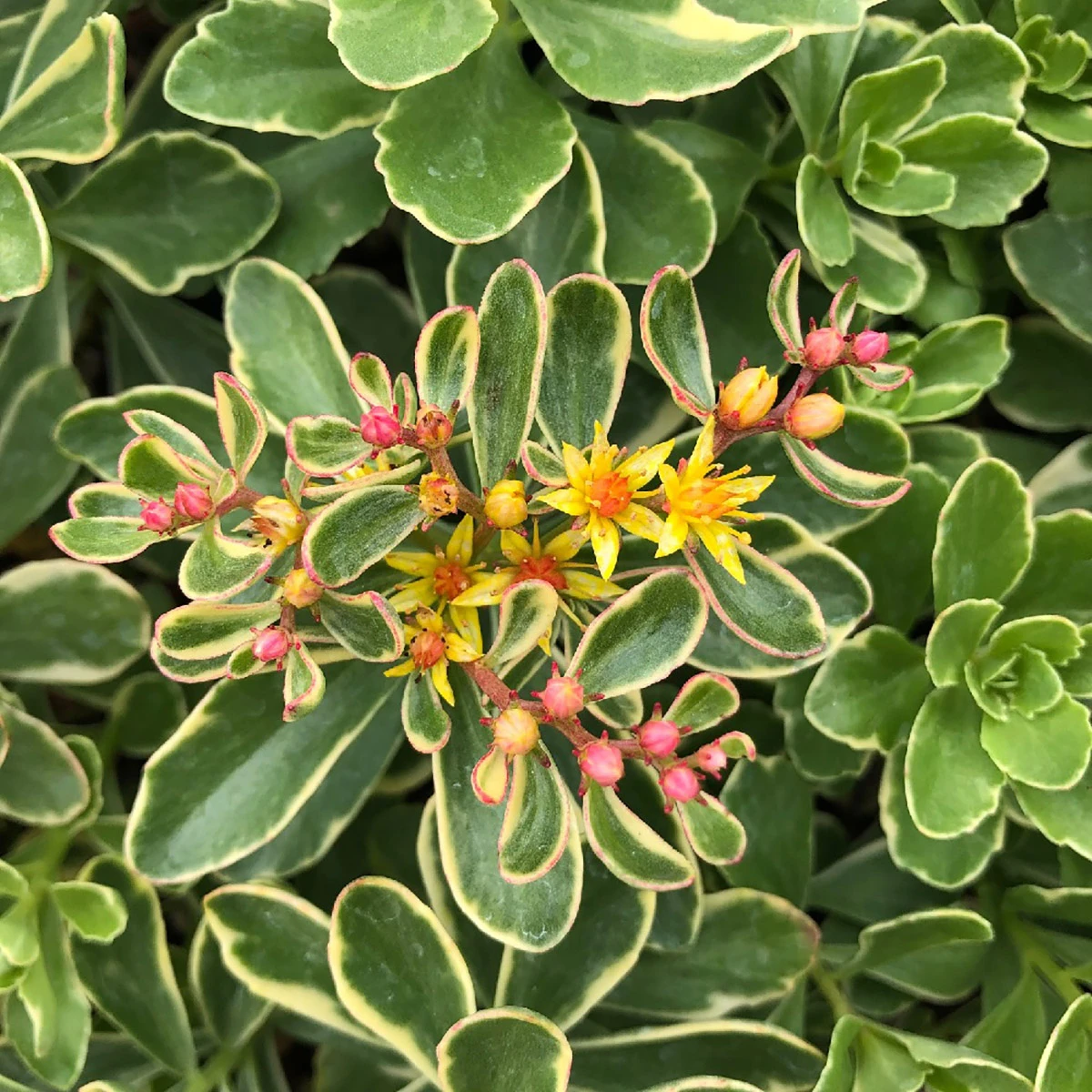 Variegated Sedum Kamtschaticum - Perennial Groundcover Stonecrop - Quart Pot