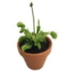 Hirt's Large Venus Flytrap Plant - Dionaea - 3" Clay Pot For Better Growth