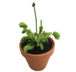 Hirt's Large Venus Flytrap Plant - Dionaea - 3" Clay Pot For Better Growth