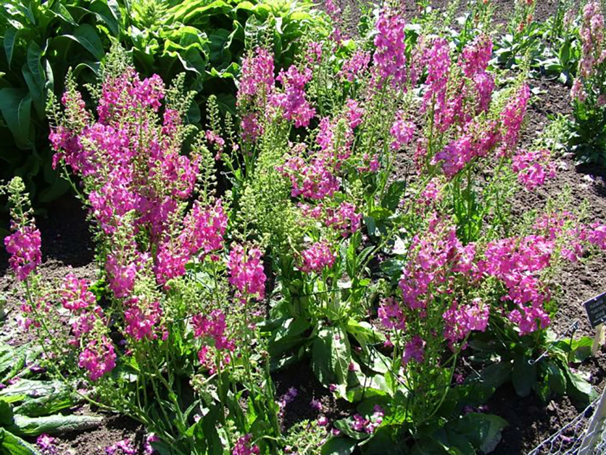 Rosetta Verbascum Phoeniceum Perennial - Quart Pot - Ornamental Mullein - Image 2
