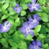 Bowles Myrtle - Periwinkle/Vinca - Hardy Groundcover - Gallon Pot