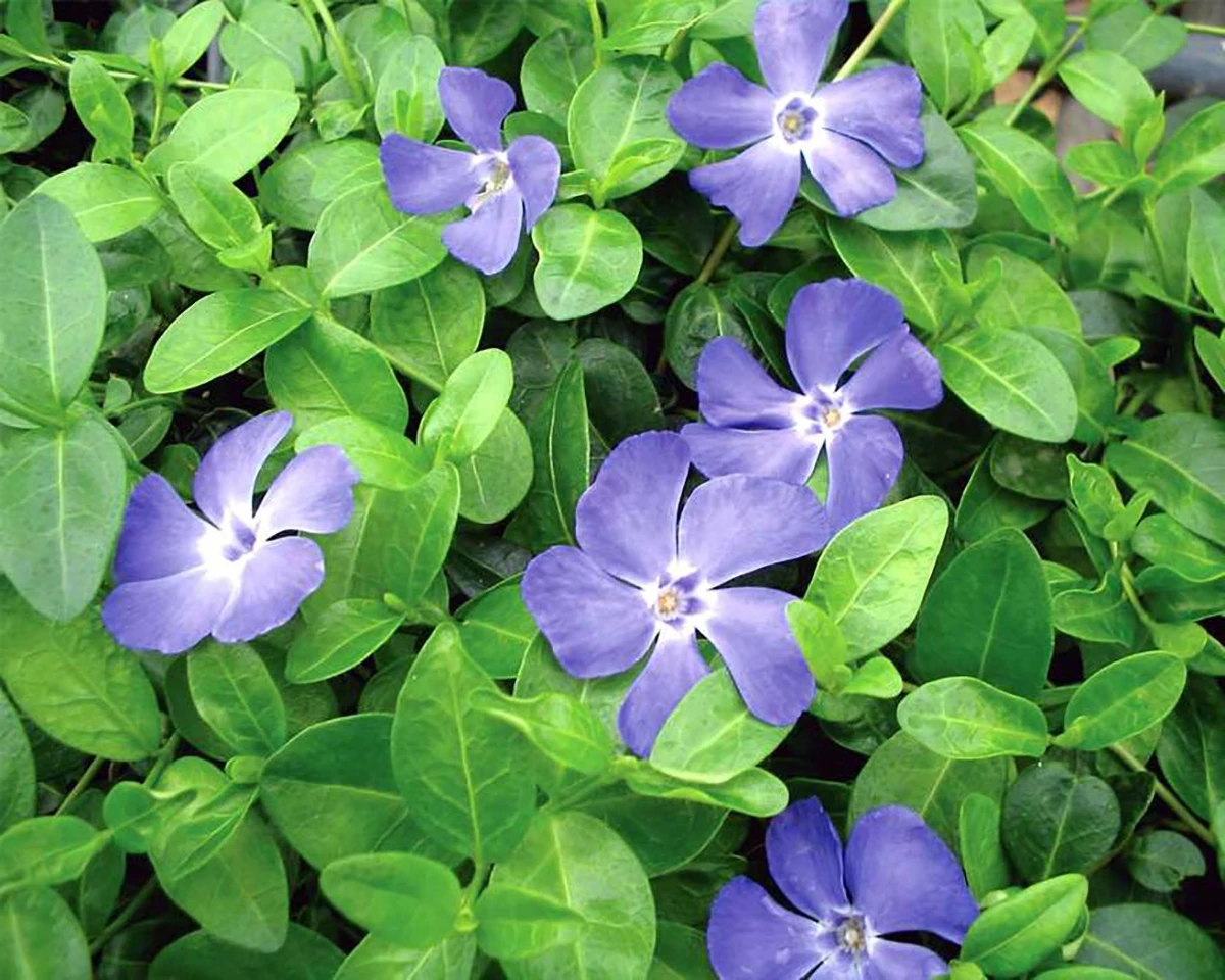 Bowles Myrtle - Periwinkle/Vinca - Hardy Groundcover - Gallon Pot