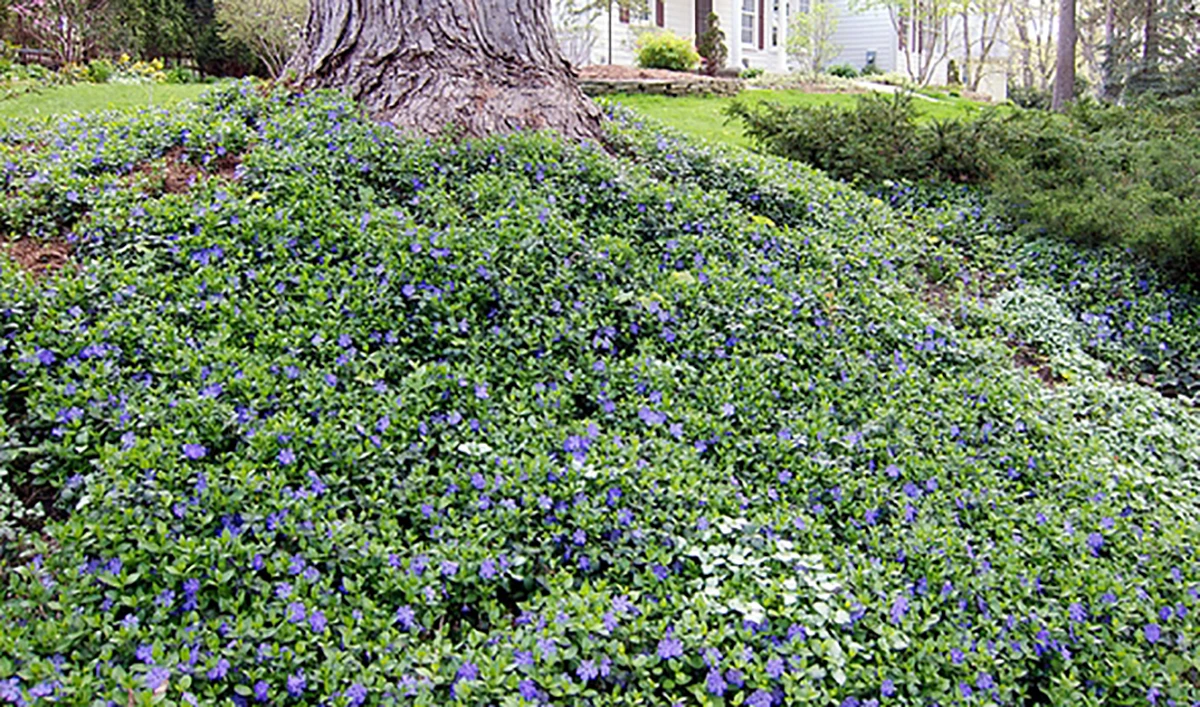 Bowles Myrtle - Periwinkle/Vinca - Hardy Groundcover - Gallon Pot - Image 2