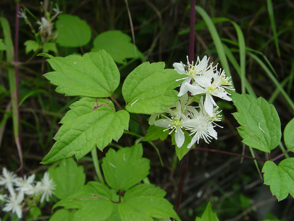 Clematis Virginiana - Fall Blooming Love Vine - 2.5" Pot - Very Hard Vine - Image 2