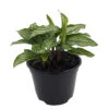 Uncommon Vittata Peacock Plant - Calathea - 6" Pot - Collector's Series
