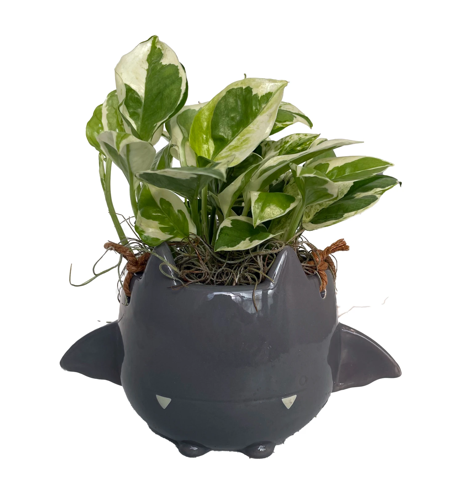 Fang Von Batula Halloween Planter With House Plant -4" Hangable Gray Ceramic Pot