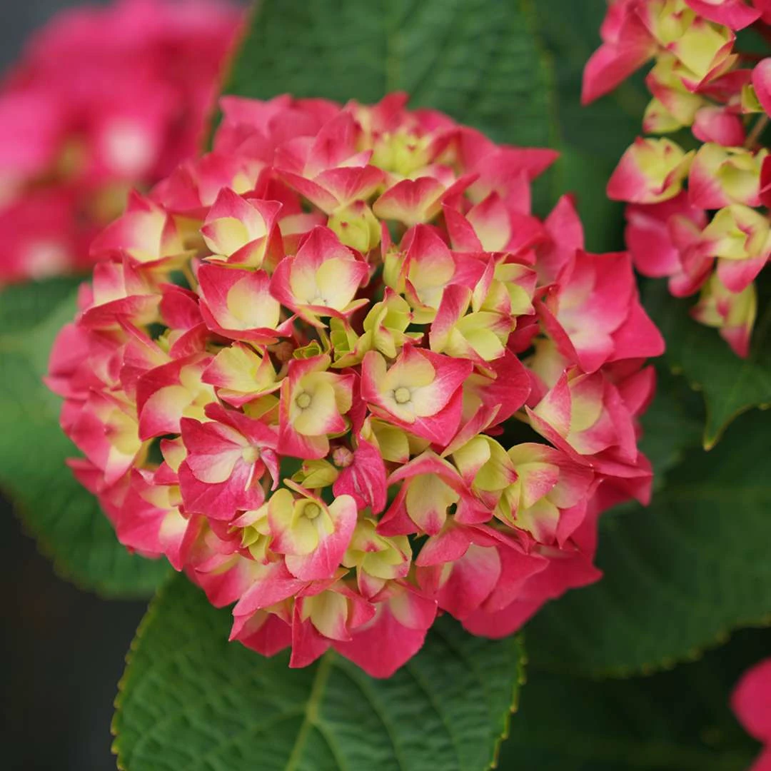 Wee Bit Giddy® Bigleaf Hydrangea - 4" Pot - Proven Winners - Image 2