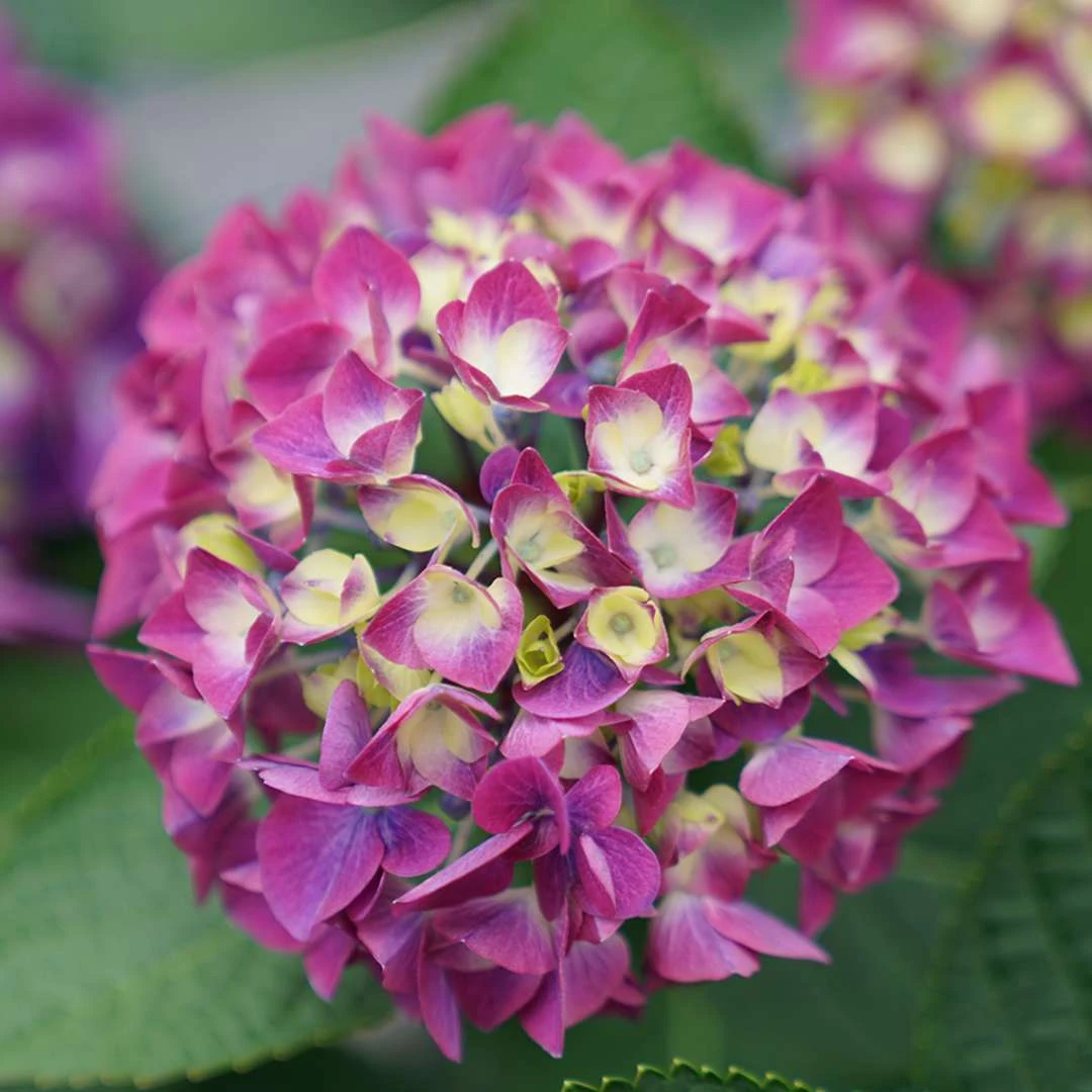 Wee Bit Giddy® Bigleaf Hydrangea - 4" Pot - Proven Winners - Image 3
