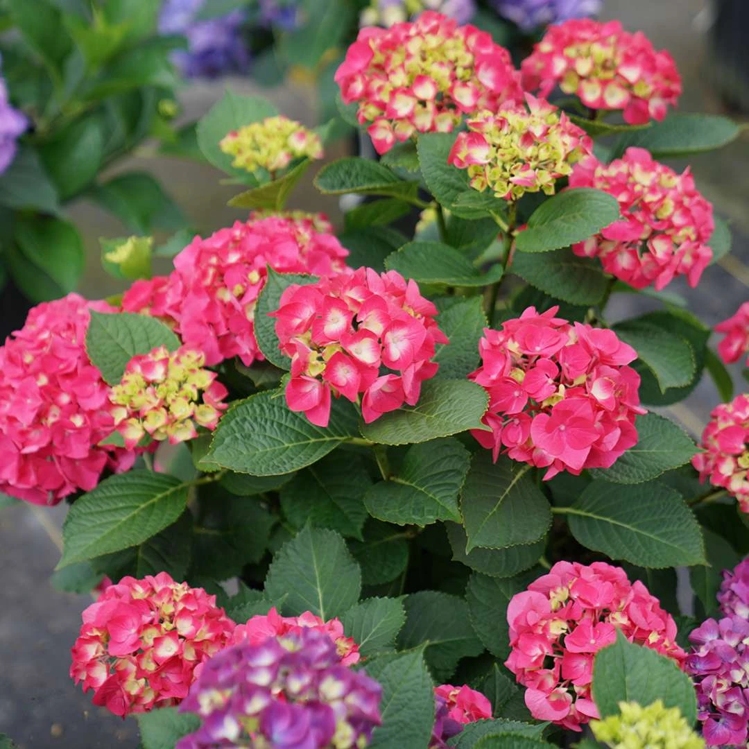 Wee Bit Giddy® Bigleaf Hydrangea - 4" Pot - Proven Winners - Image 4