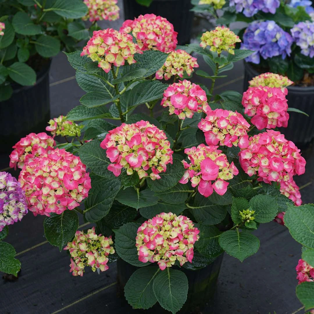Wee Bit Giddy® Bigleaf Hydrangea - 4" Pot - Proven Winners - Image 5