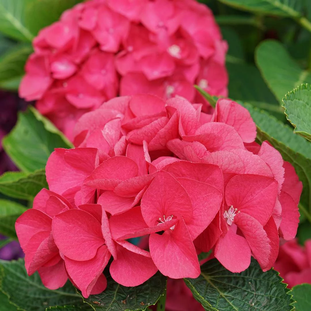 Wee Bit Giddy® Bigleaf Hydrangea - 4" Pot - Proven Winners - Image 6
