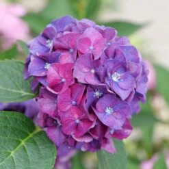 Wee Bit Grumpy® Bigleaf Hydrangea - 4" Pot - Proven Winners