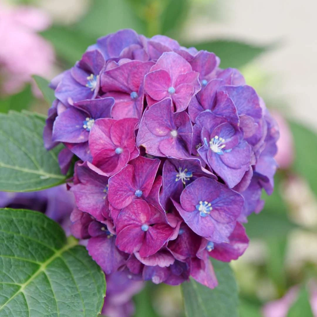 Wee Bit Grumpy® Bigleaf Hydrangea - 4" Pot - Proven Winners