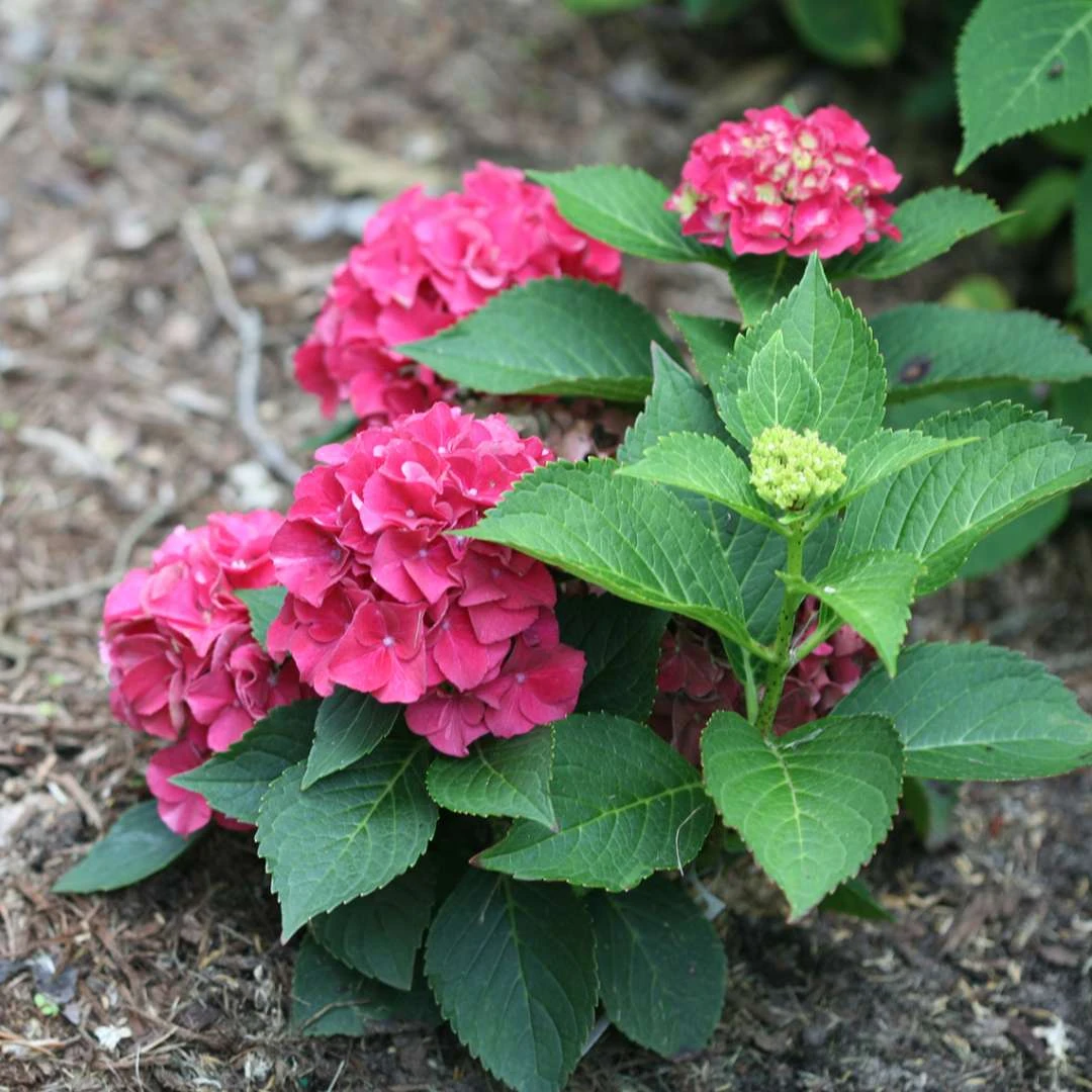 Wee Bit Grumpy® Bigleaf Hydrangea - 4" Pot - Proven Winners - Image 2