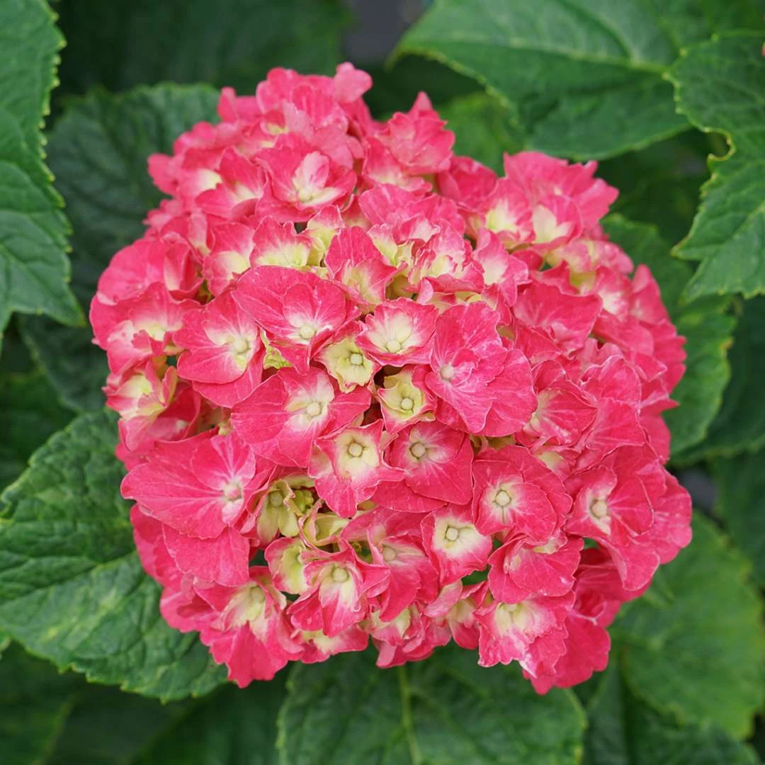Wee Bit Grumpy® Bigleaf Hydrangea - 4" Pot - Proven Winners - Image 4