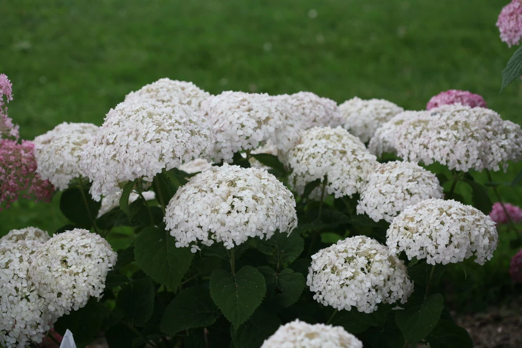Invincibelle Wee White® Hydrangea - 4" Pot - Proven Winners - Image 4