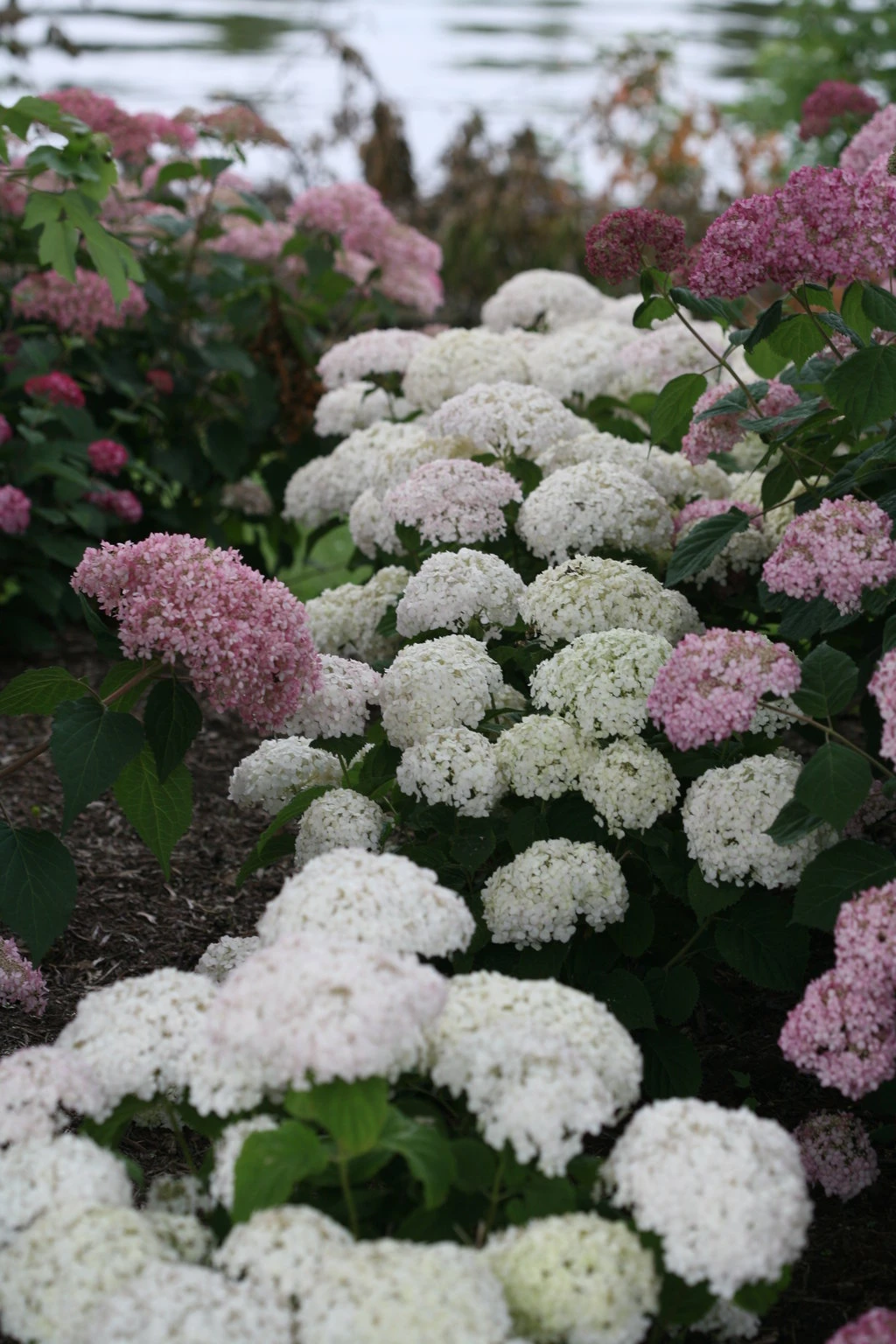 Invincibelle Wee White® Hydrangea - 4" Pot - Proven Winners - Image 3