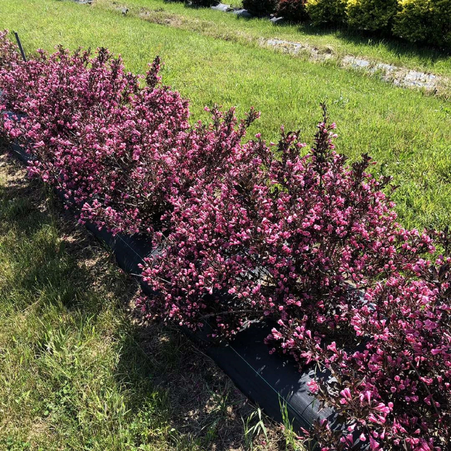 VERY FINE WINE™ Weigela - Perennial Shrub - Pink Blooms - 4" Pot - Proven Winners